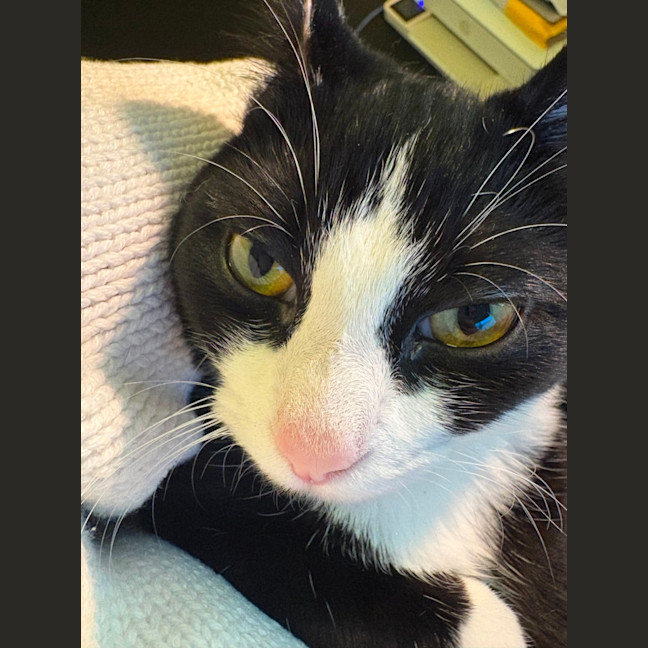 Photo of Pickle 