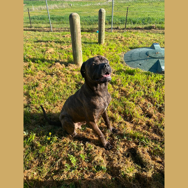 Photo of Bruno