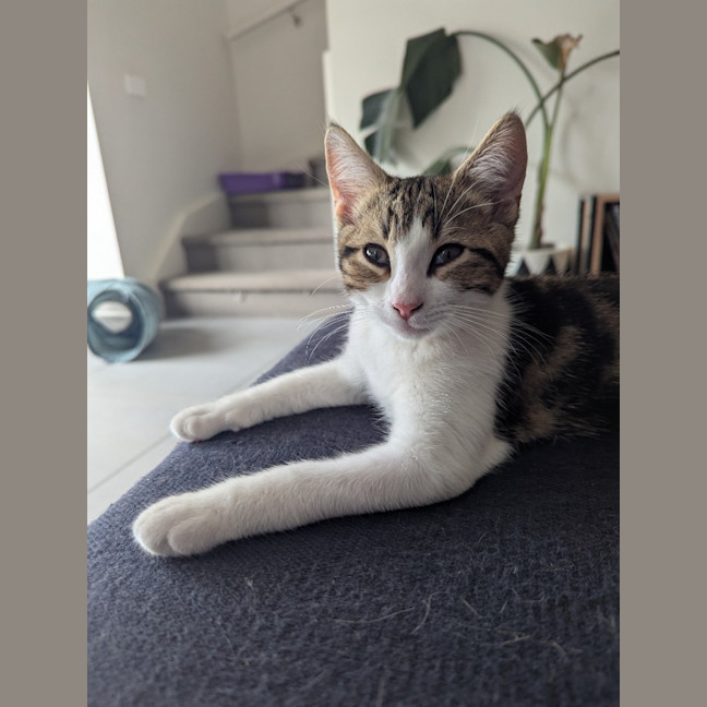 Photo of Ross Golden