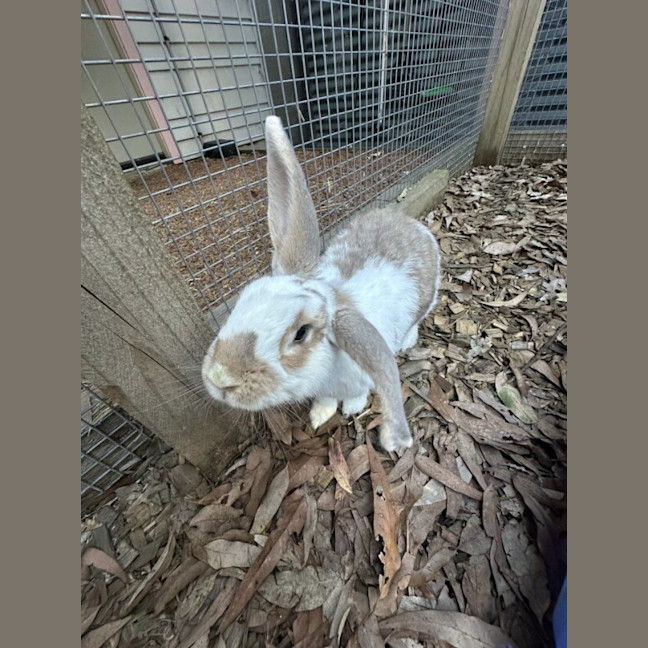 Photo of Jimi Hendrix