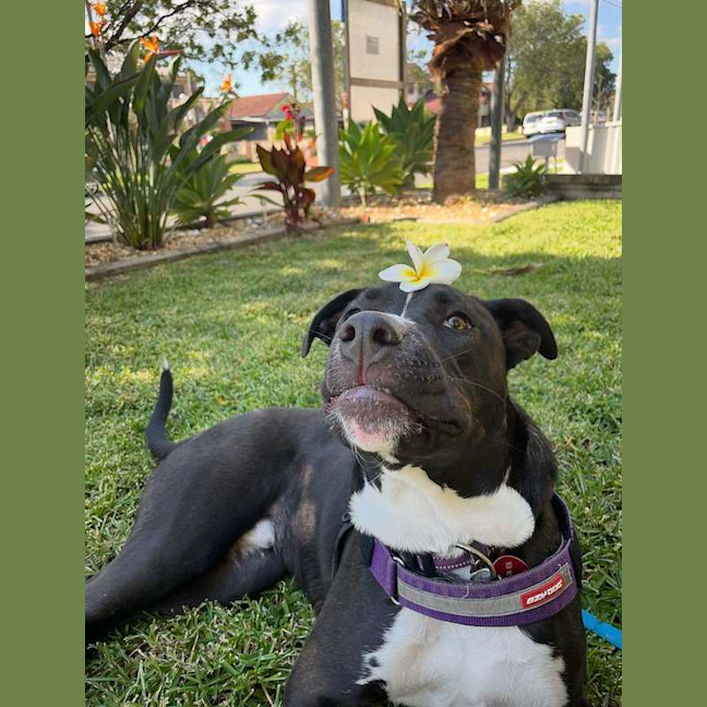 Photo of Goose