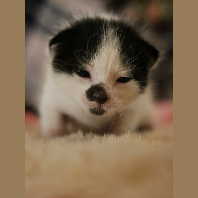 Photo of Merlin