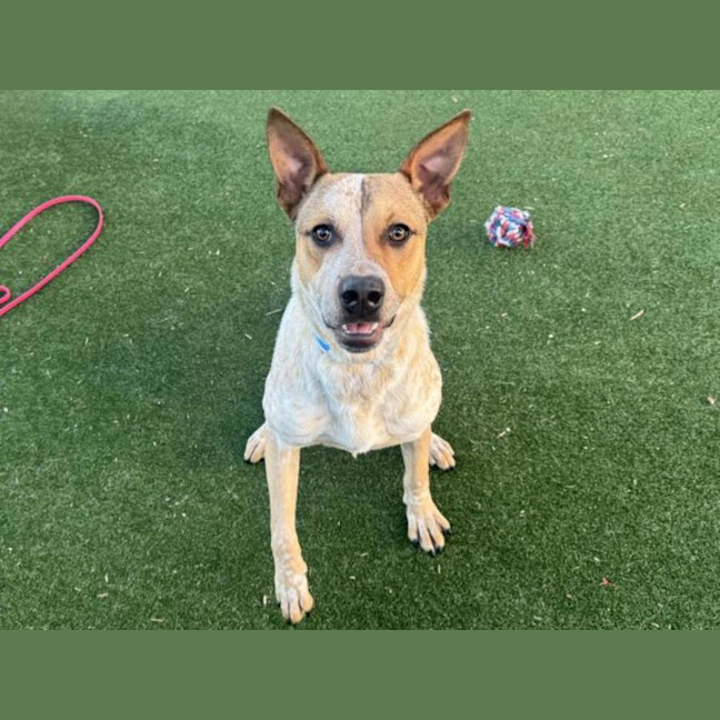 Photo of Caleb Imp 1865