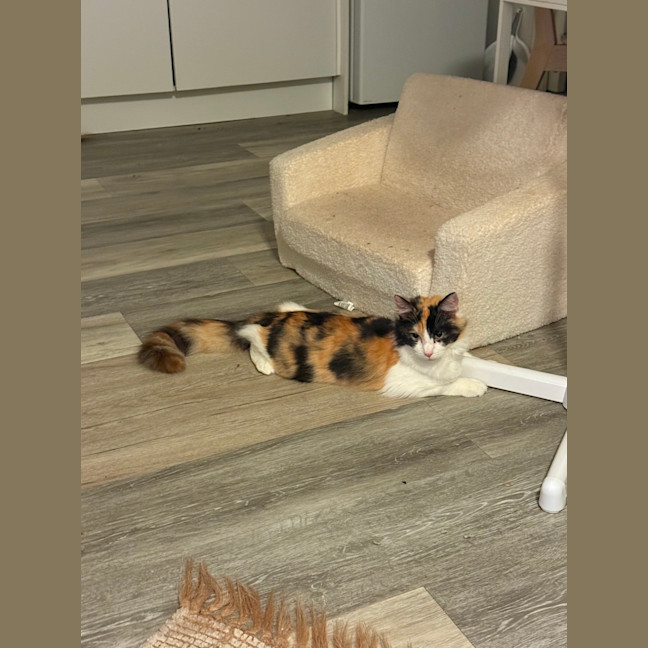 Photo of Callie