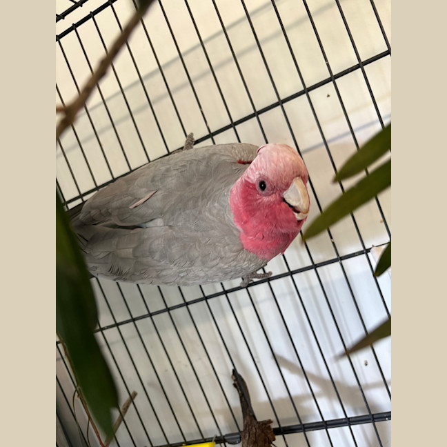 Photo of Pinky Blinky