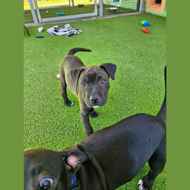 Photo of D1102 Harper