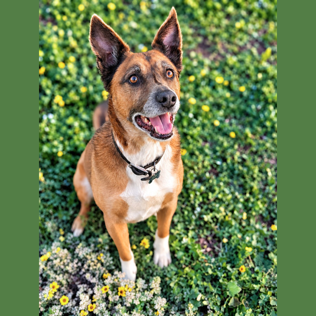 Photo of Bear 
