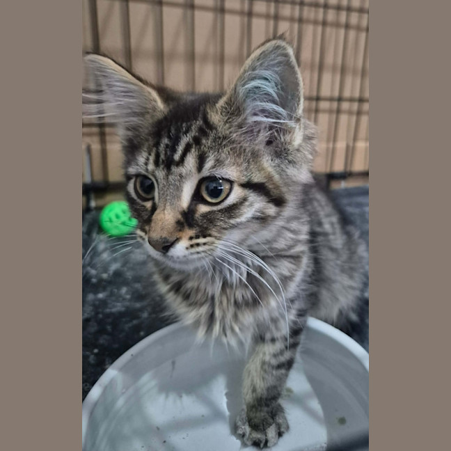 Photo of Chairman Meow