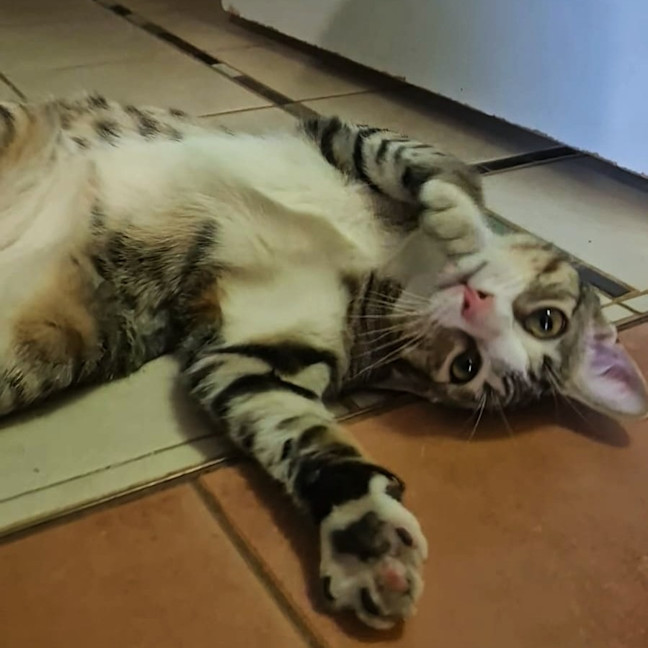 Photo of Blaze