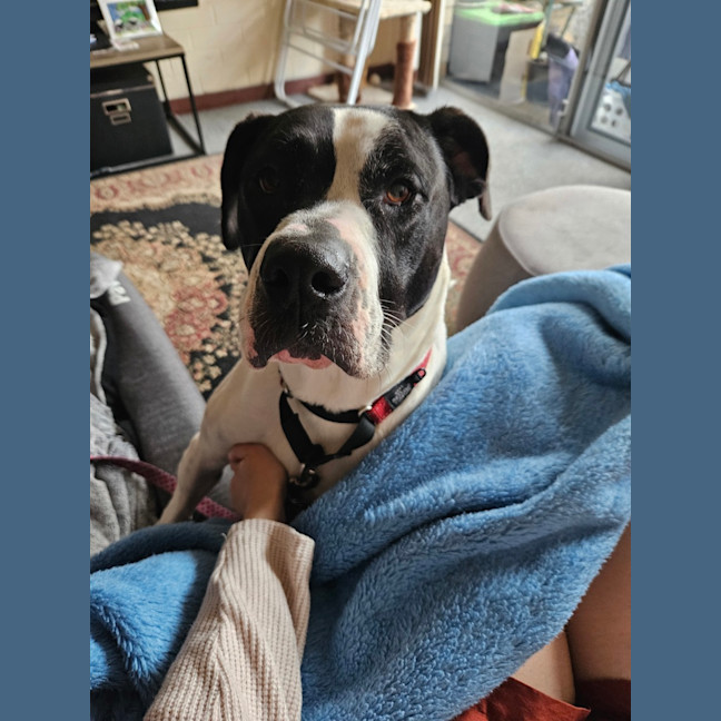 Photo of Rose