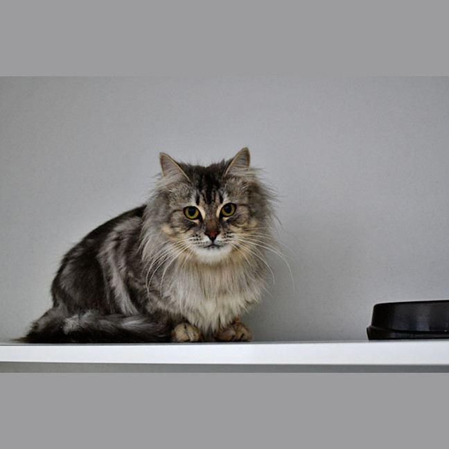 Photo of Truffle
