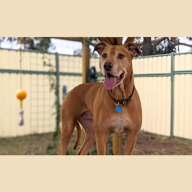 Photo of Nala