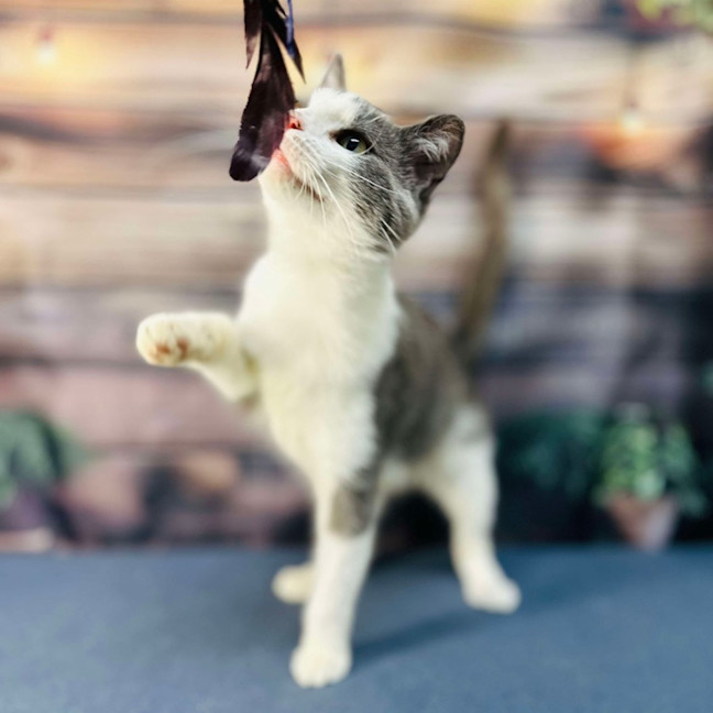 Photo of Lilly   Located In Brunswick East