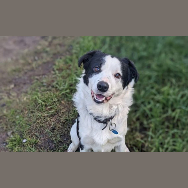Photo of Ollie