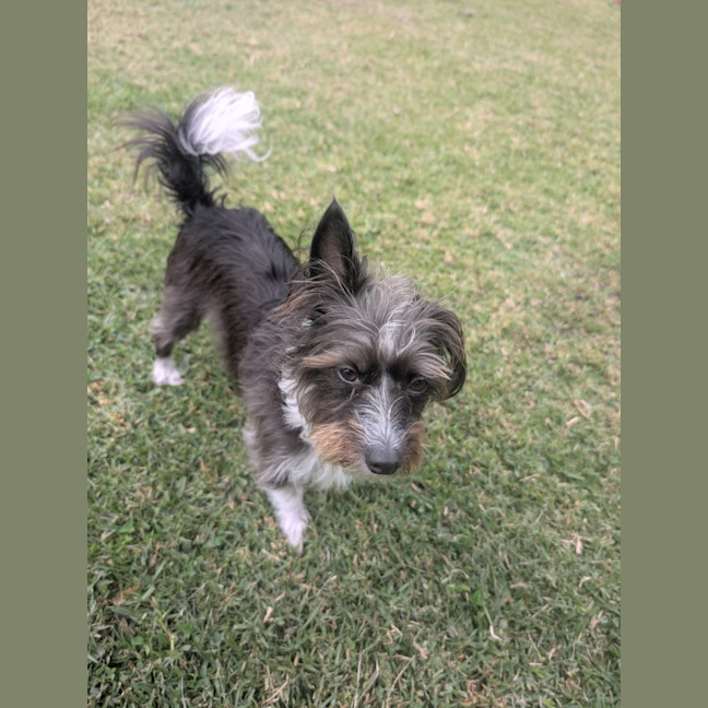 Photo of Mimi   3 Year Old Maltese X Poodle