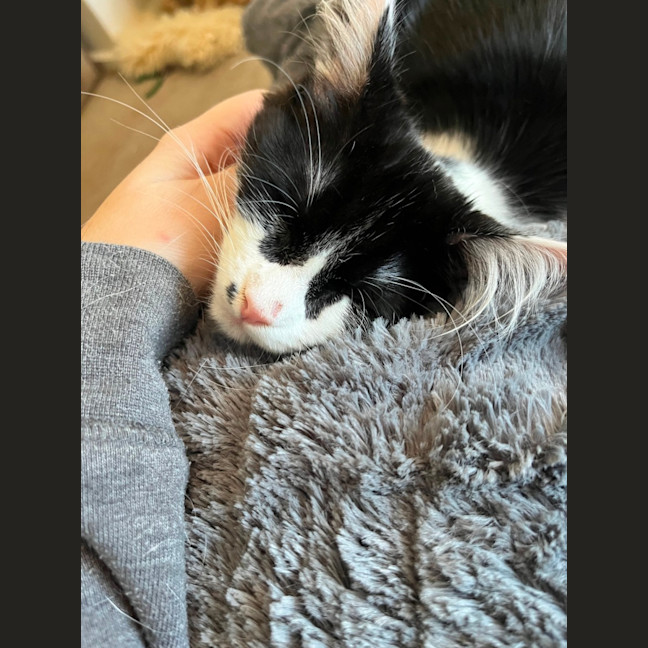 Photo of Deputy *9 Lives Project Rescue*