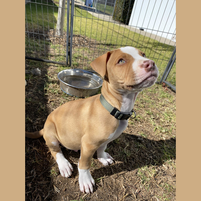 Photo of Onyx