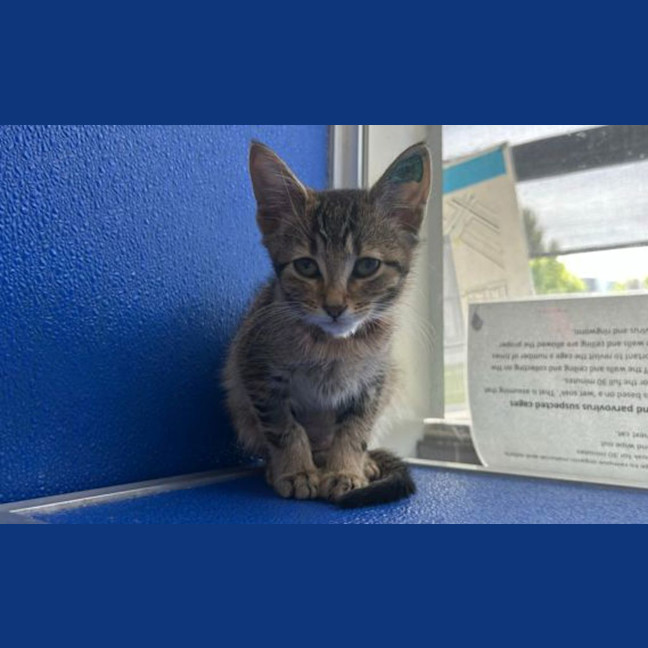 Photo of Latte Trixie