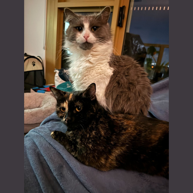 Photo of Misty