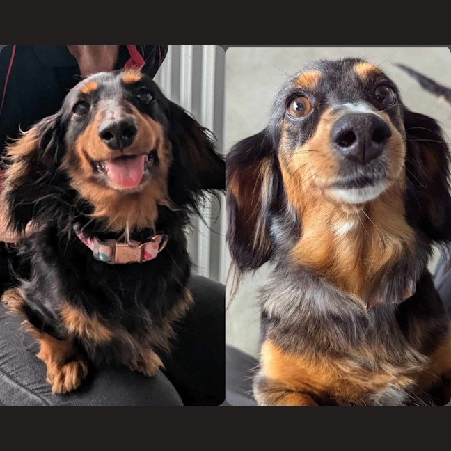 Photo of Maple & Candy