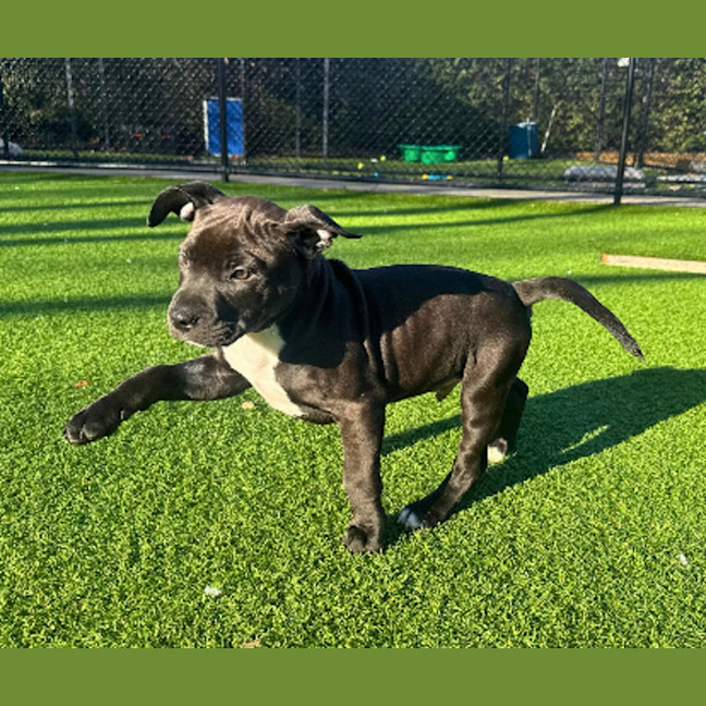 Photo of Benji