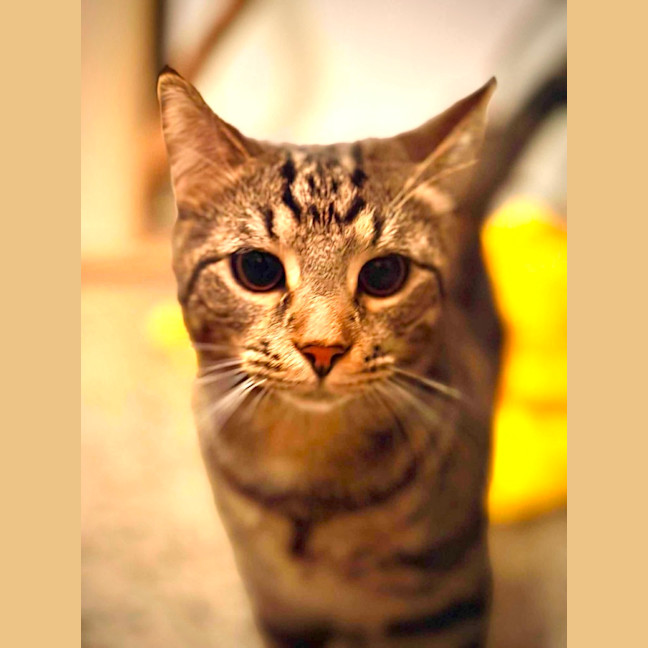 Photo of Durkis Maximus
