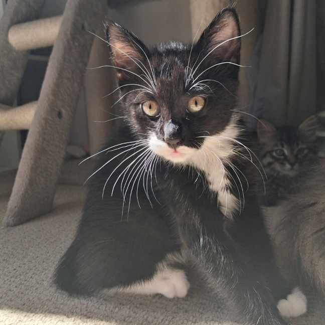 Photo of Soju