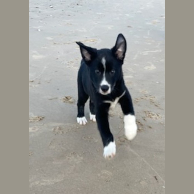 Photo of Koa