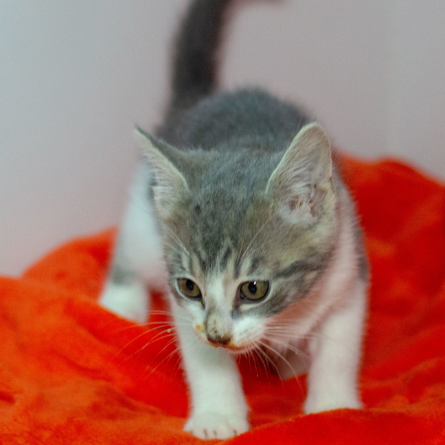 Photo of Muffin
