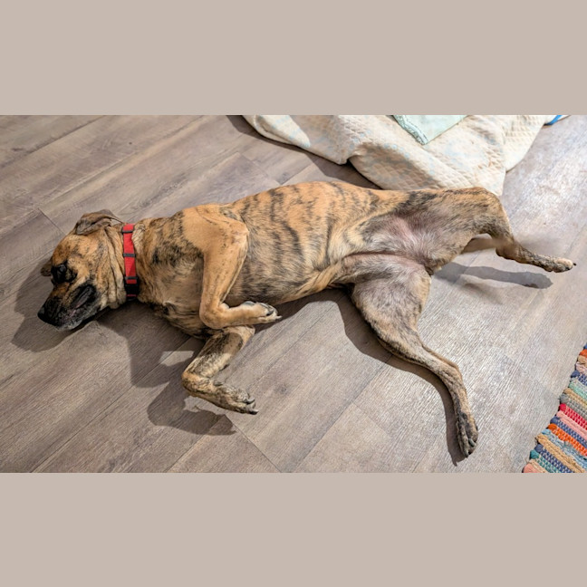 Photo of Rosette (Daisy)