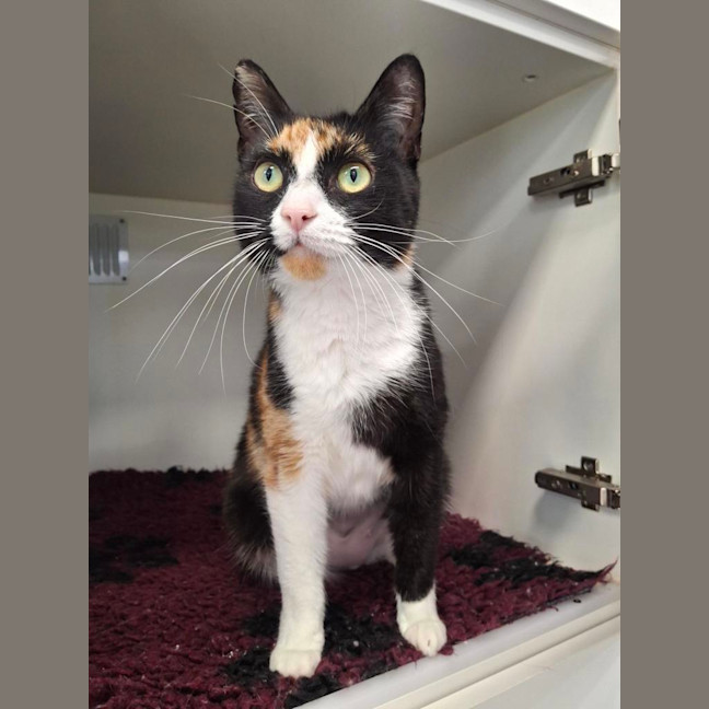 Photo of Tilly