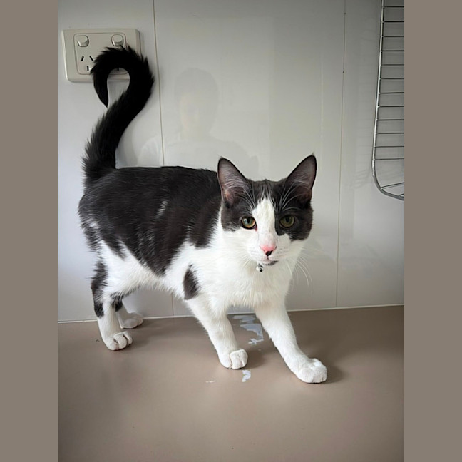 Photo of Dusty (Located In Glen Waverley)