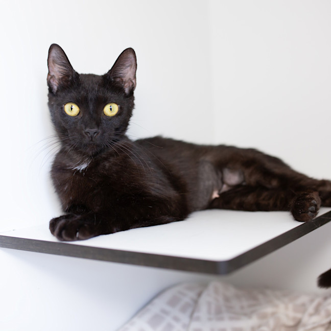 Photo of Ebony (Previously Victoria)