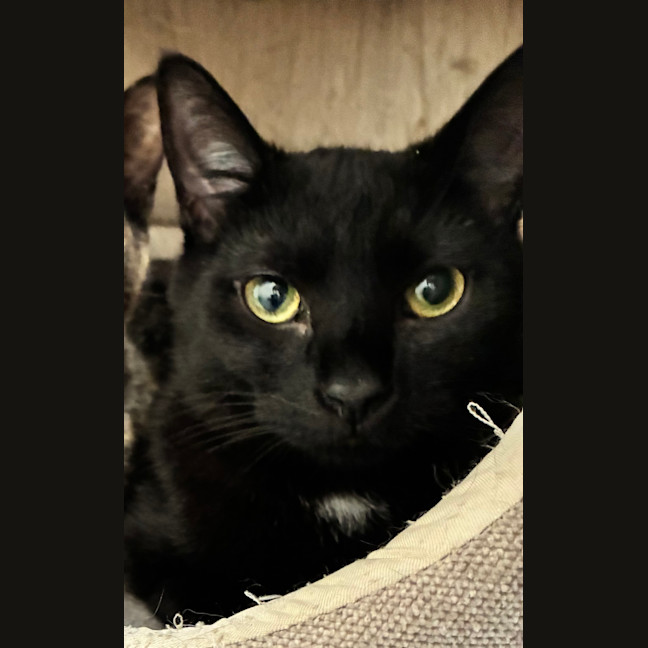 Photo of Hiccup