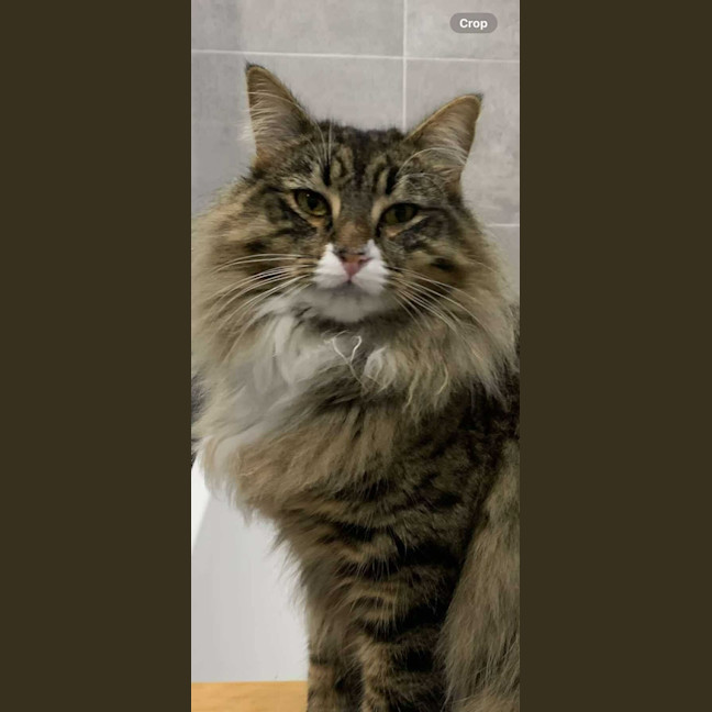 Photo of Nala Queen Of The Jungle