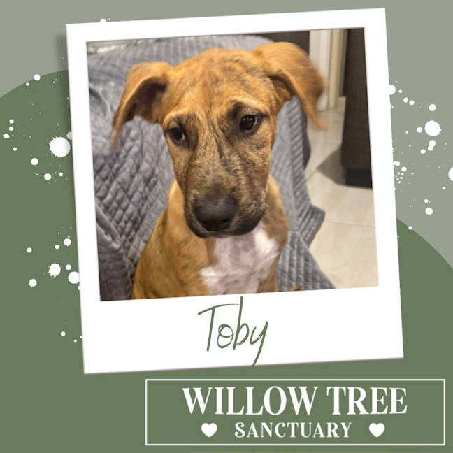 Photo of Toby