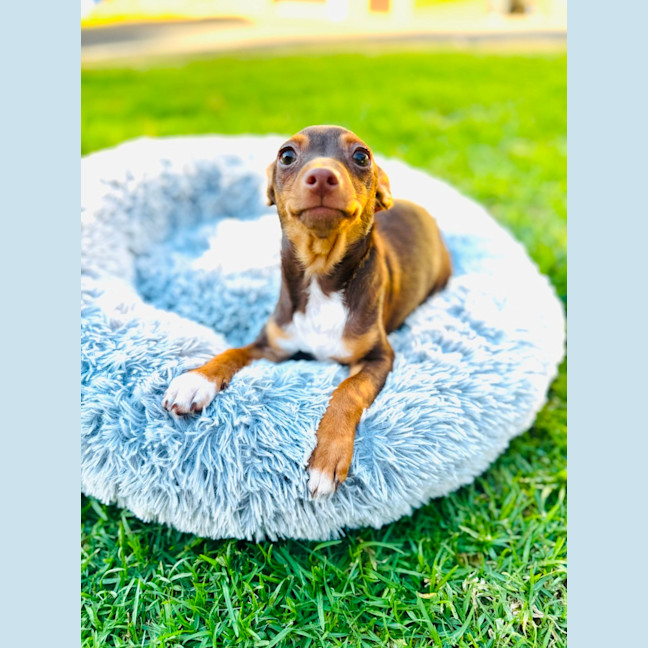 Photo of Hopper