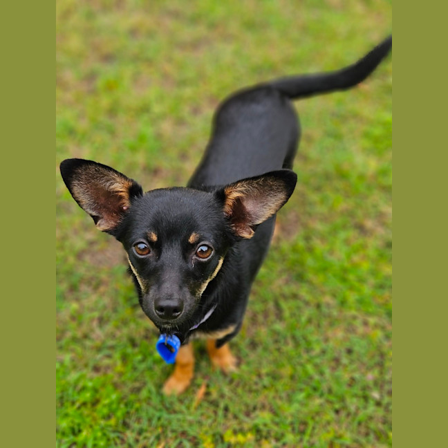 Photo of Alfie  9 Month Old Chihuahua X Dachshund 