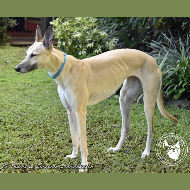 Photo of Marmalade (Harra's Marmalade)