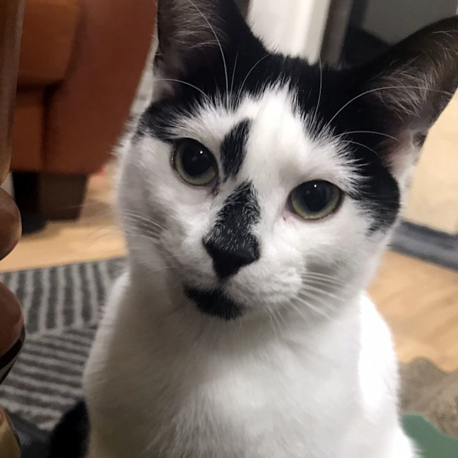 Photo of Cosmo Stk012306