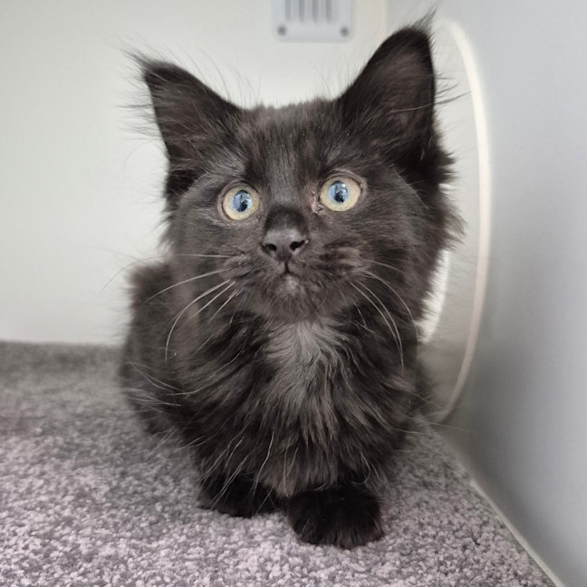 Photo of Black Beauty