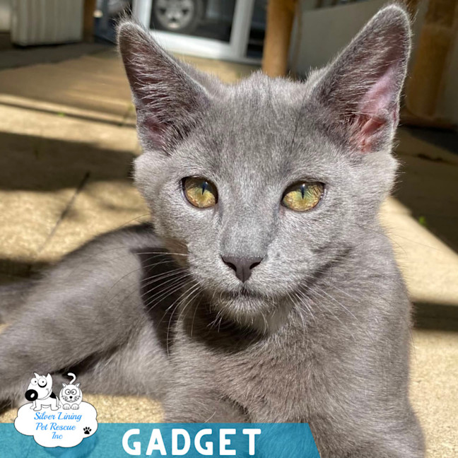 Photo of Gadget