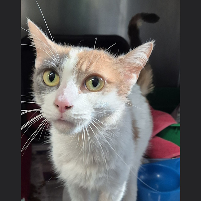 Photo of Willow