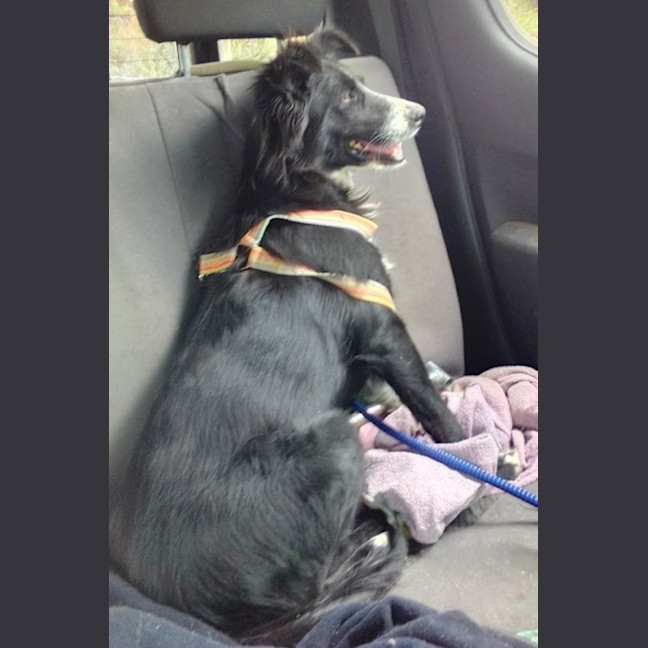 Photo of Haven ~ 2yo Border Collie