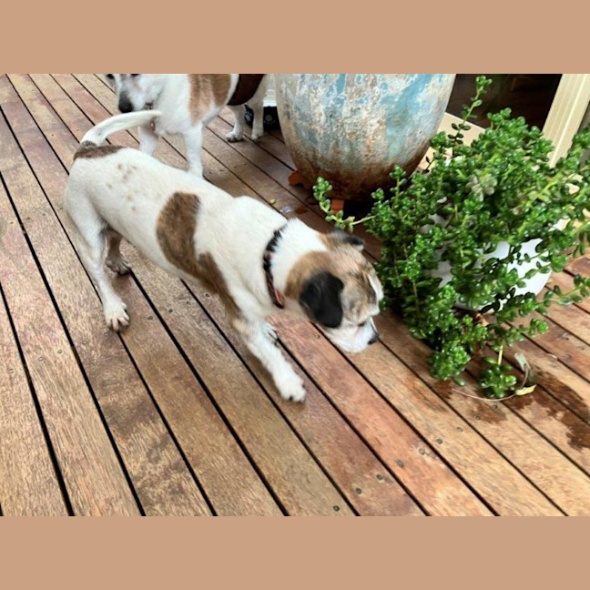 Photo of Coriolanus Snow Peggotty