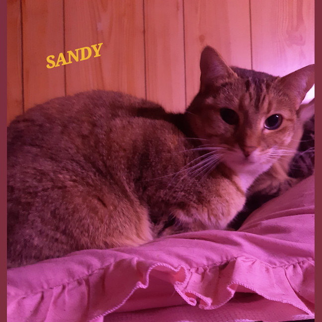 Photo of Sandy