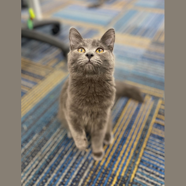 Photo of Schrodie