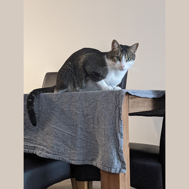 Photo of Leo