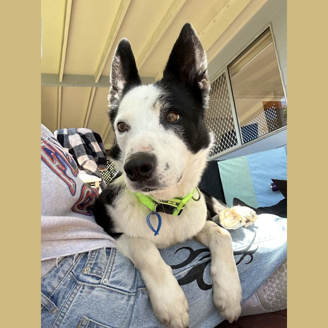 Photo of Tobi *$350 Adoption Fee* 