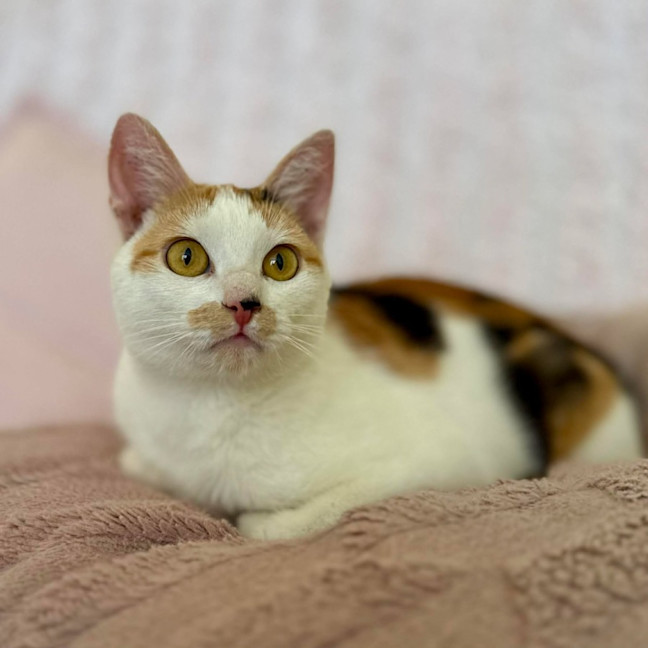 Photo of Cali   In Foster Care In Croydon